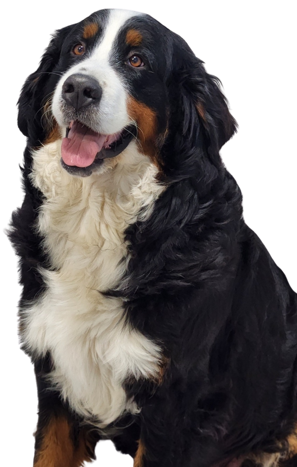 Canil Ballantine Jack Russel | Coton de Tulear | Bernese filhotes de bernese montain dog boiadeiro bernese em sp9 Editado Canil Ballantine Jack Russel | Coton de Tulear | Bernese