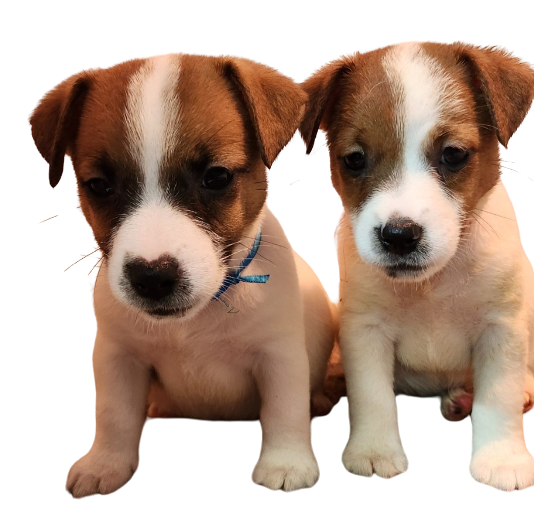 filhotes de jack russel a venda em sao paulo Jack Russell Terrier